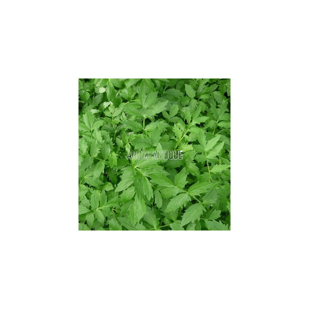 Valériane officinale