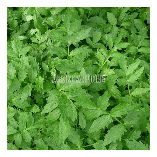 Valriane ou herbe  chats, Valeriana officinalis, Arom'antique.
