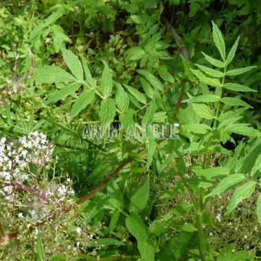 Valériane officinale 2
