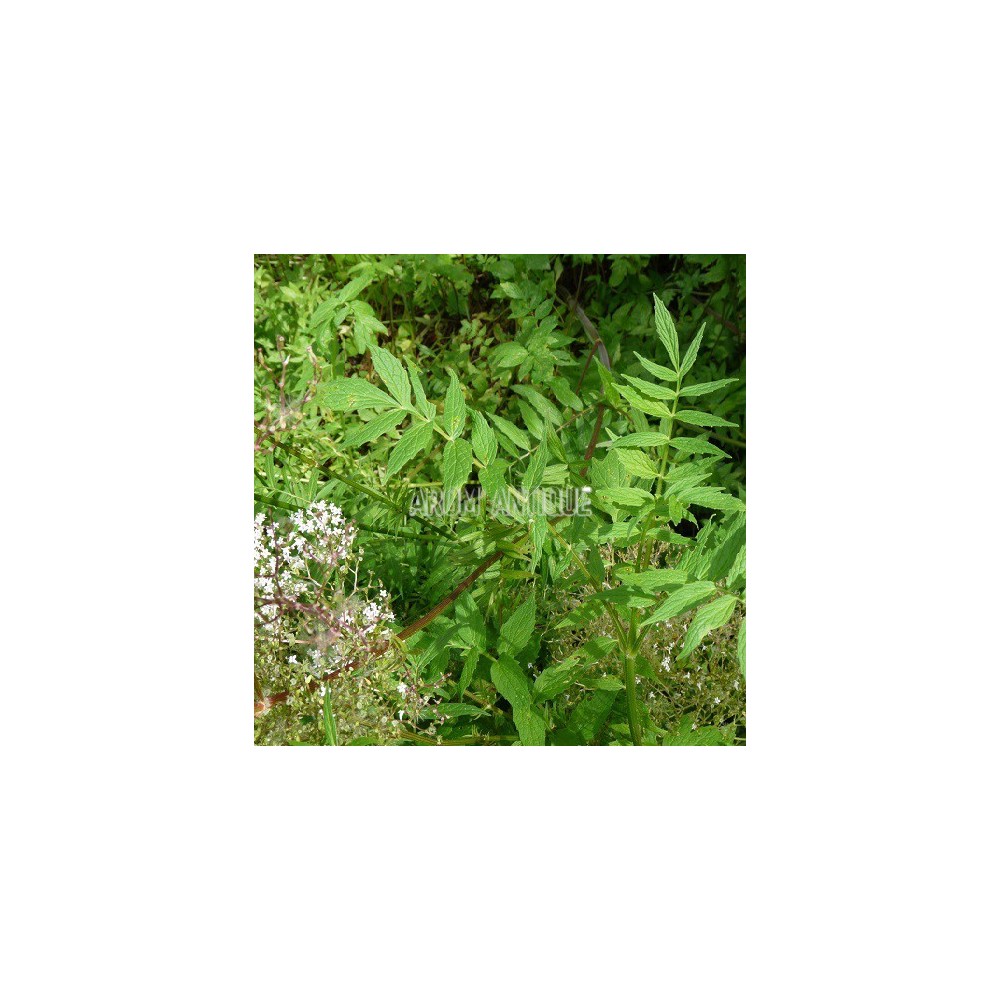 Valériane officinale