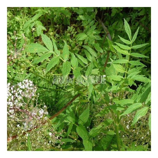 Valériane officinale