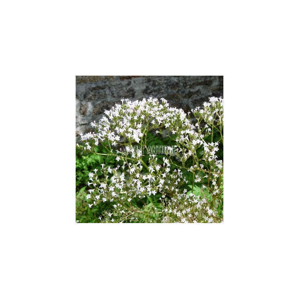 Valériane officinale