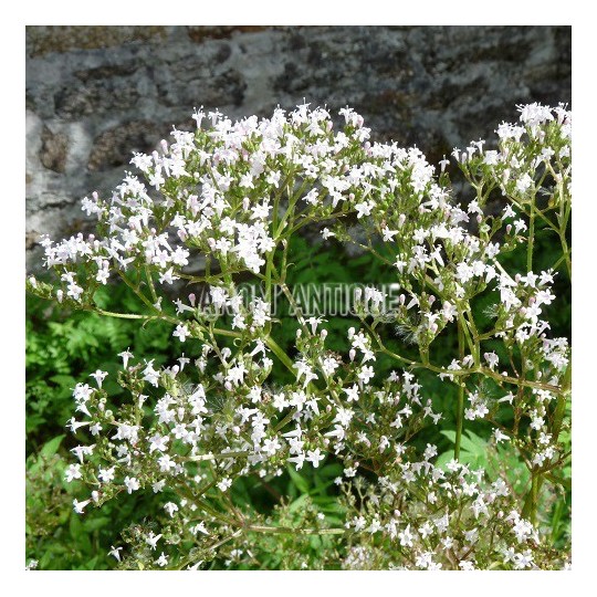 Valriane ou herbe  chats, Valeriana officinalis, Arom'antique.