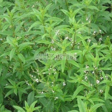 Verveine odorante Bio