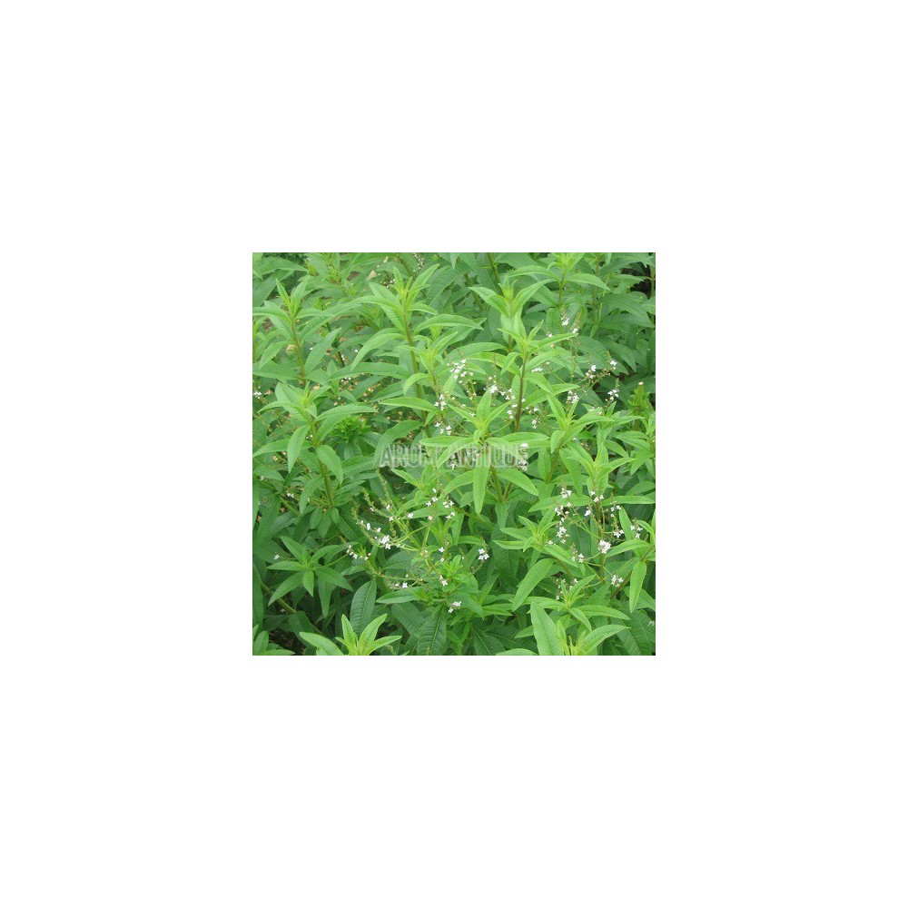 ou planter verveine citronnelle