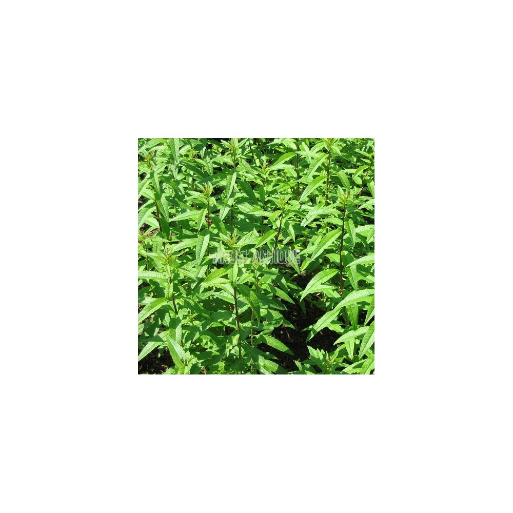 Verveine odorante