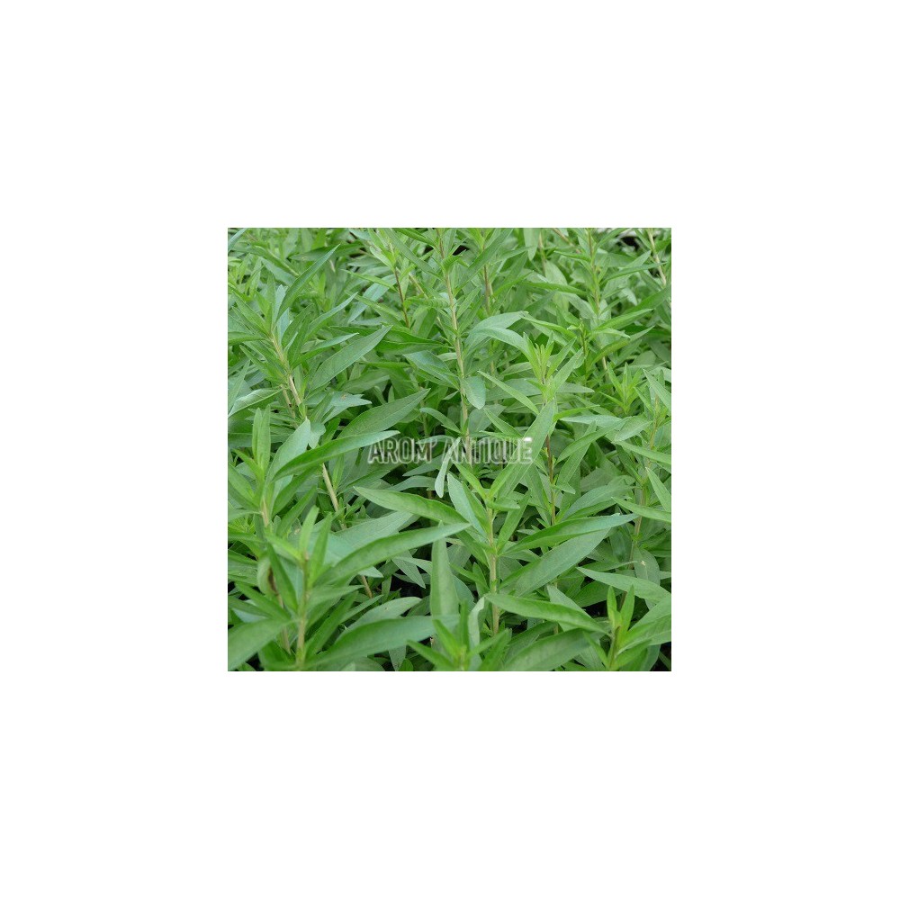 Verveine d'Argentine