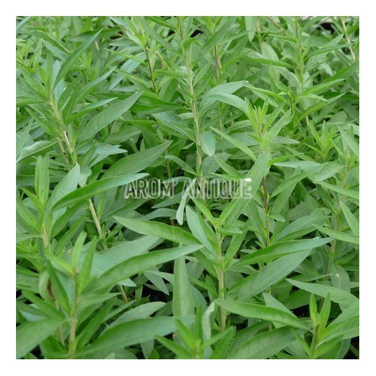 Verveine d'Argentine