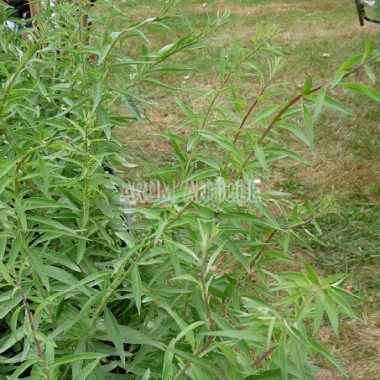 Verveine d'Argentine 2