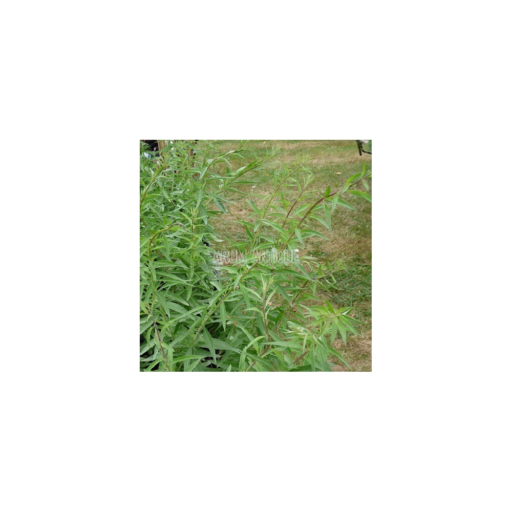 Verveine d'Argentine