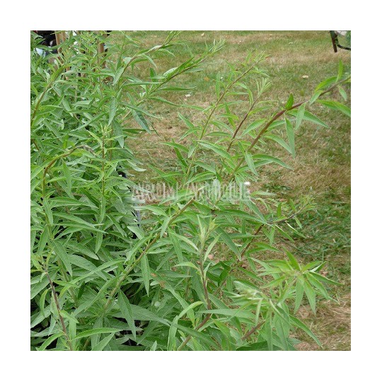 Verveine d'Argentine