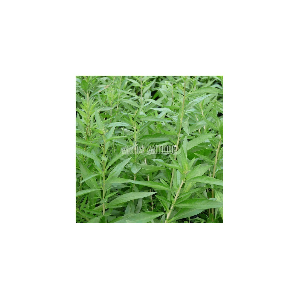 Verveine d'Argentine