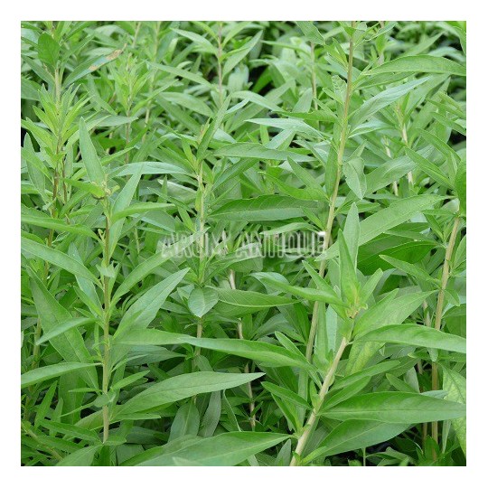 Verveine d'Argentine