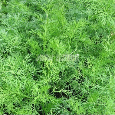 Aneth (Anethum graveolens)