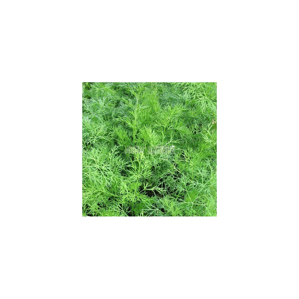 Aneth (Anethum graveolens)
