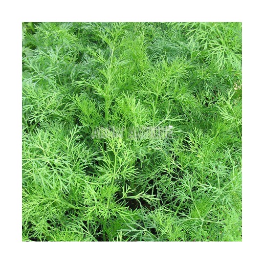 Aneth (Anethum graveolens)
