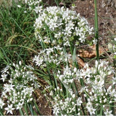 Ciboulette de Chine (Allium tuberosum) bio