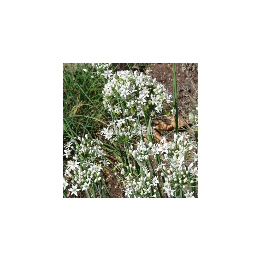 Ciboulette de Chine (Allium tuberosum)