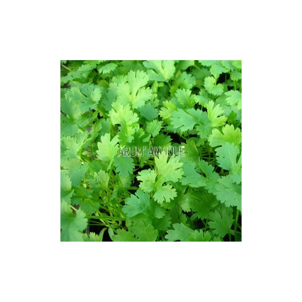 Coriandre (Coriandrum sativum)
