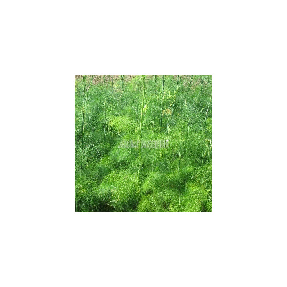 Fenouil (Foeniculum vulgare)