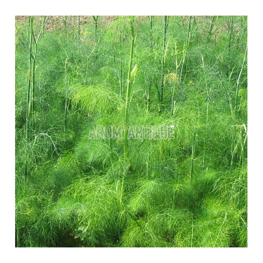 Fenouil (Foeniculum vulgare)