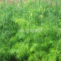 Fenouil (Foeniculum vulgare)