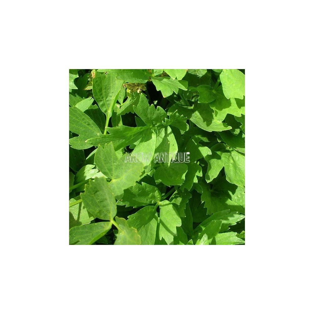Livèche (Levisticum officinalis)