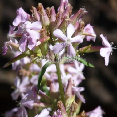 Saponaire (Saponaria officinalis) bio