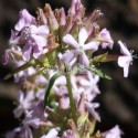 Saponaire (Saponaria officinalis)