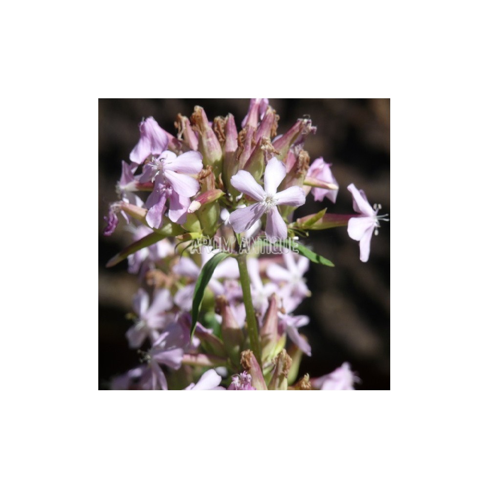 Saponaire (Saponaria officinalis)