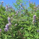 Gattilier (Vitex agnus-castus)