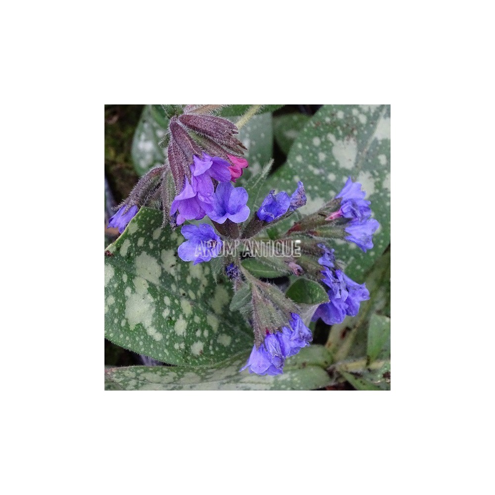 Pulmonaire