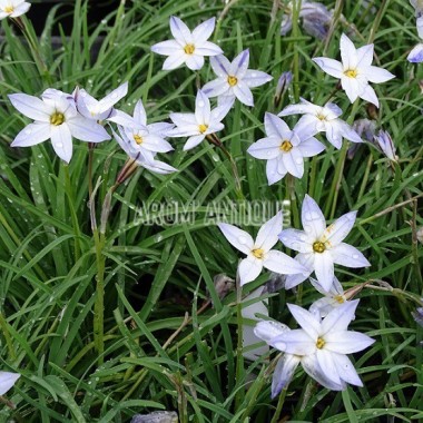 Ail des Incas à fleurs bleues 2