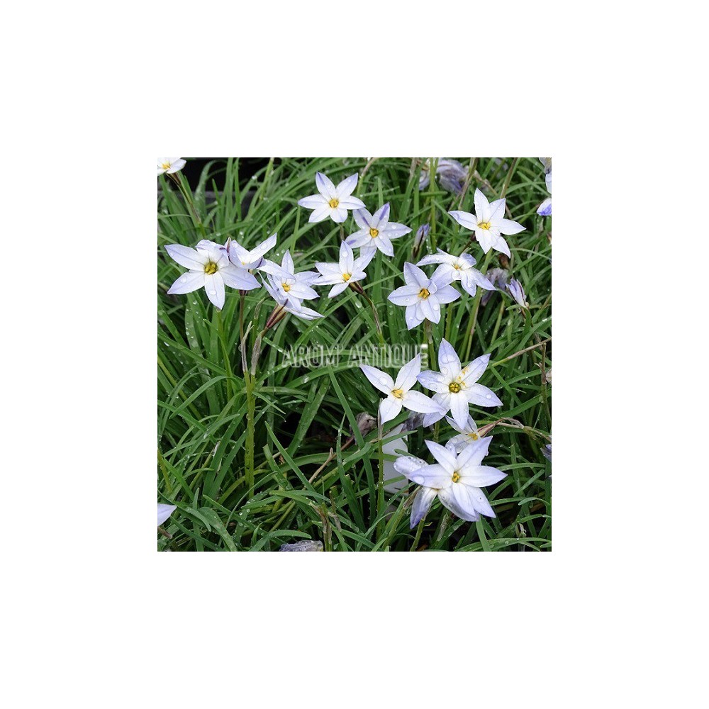Ail des Incas à fleurs bleues