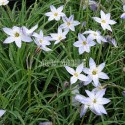 Ail des Incas à fleurs bleues