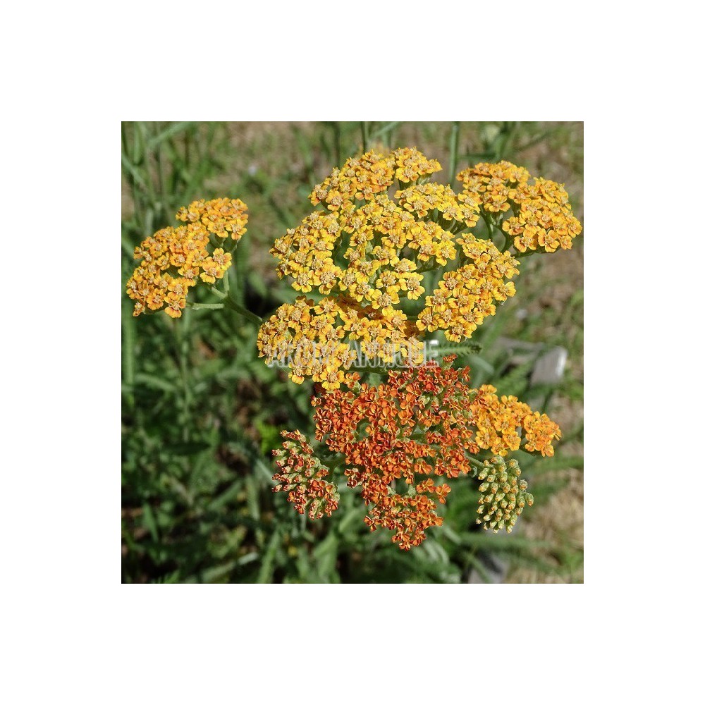 Achillée 'Terracotta'