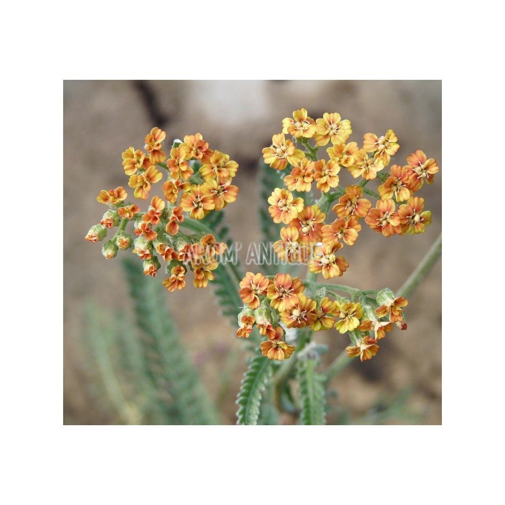 Achillée 'Terracotta'