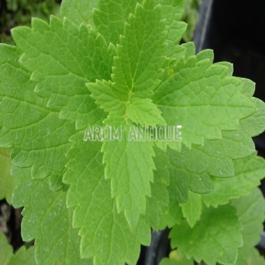 Agastache 'Blue Spike' Bio