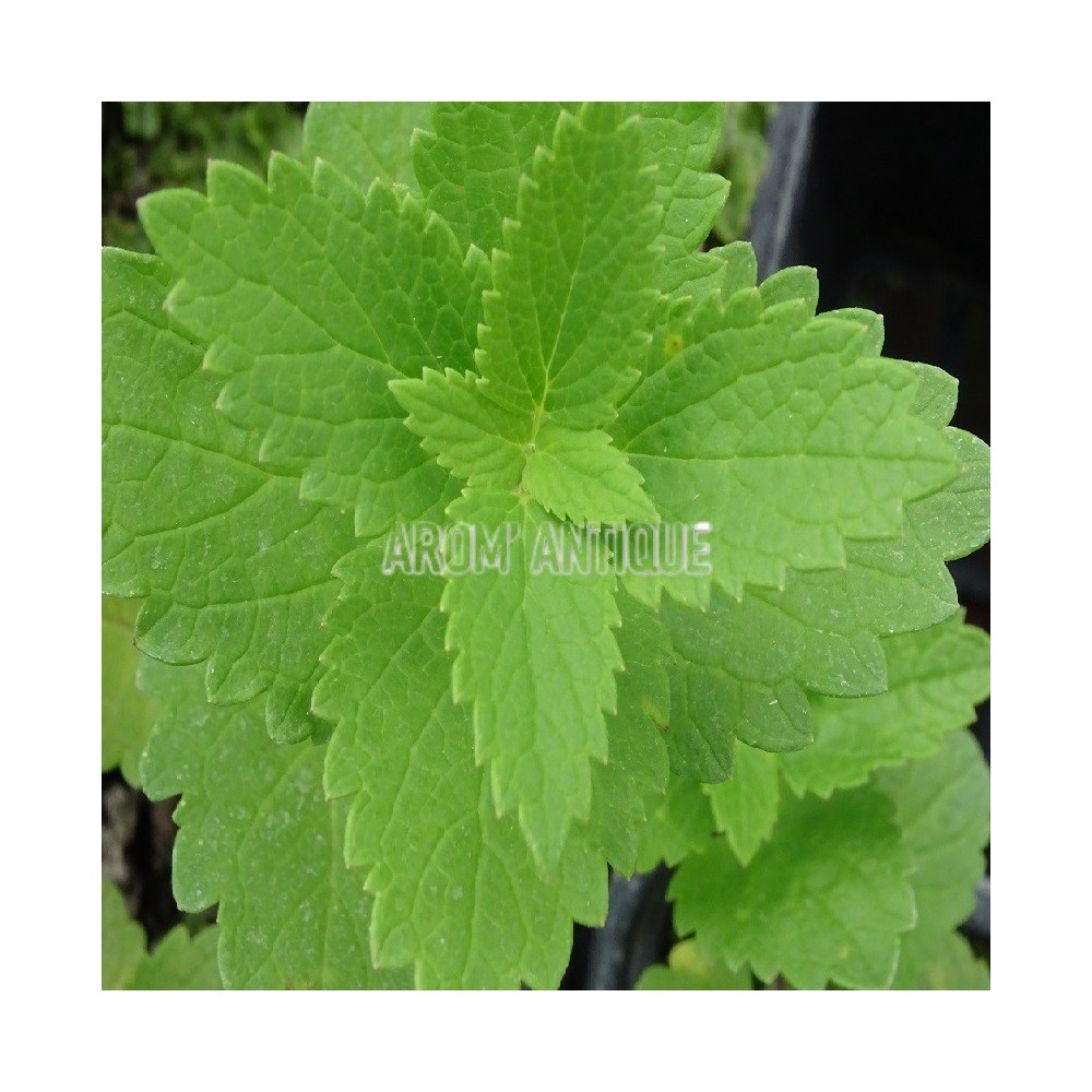 Agastache 'Blue Spike'