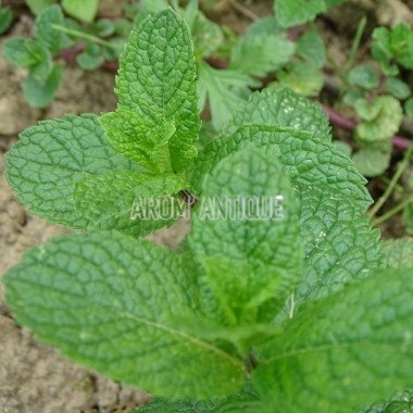 Menthe espagnole 2