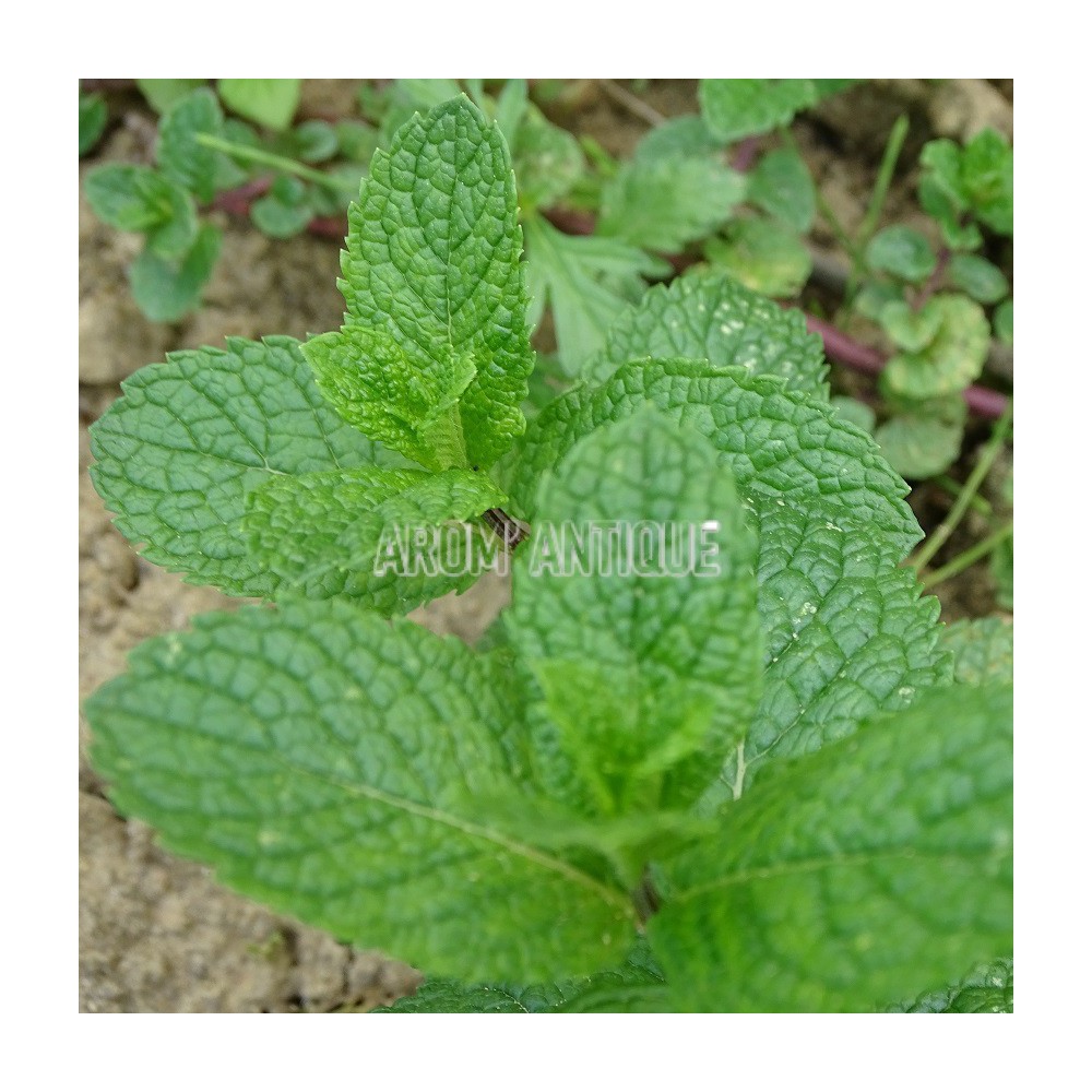 Menthe espagnole