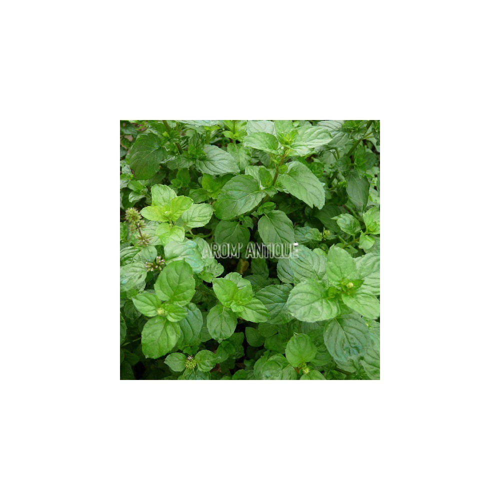 Menthe russe