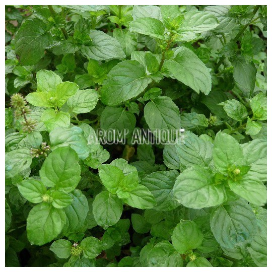 Menthe russe