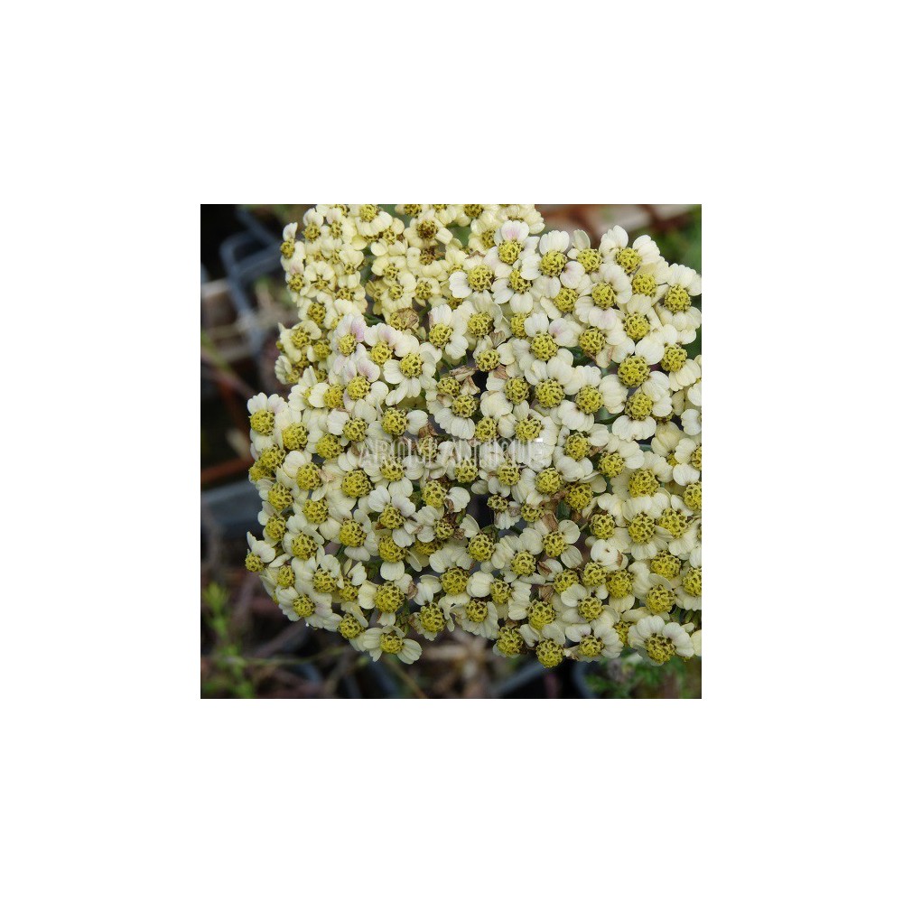 Achillée millefeuille 'Hannelore Pahl'
