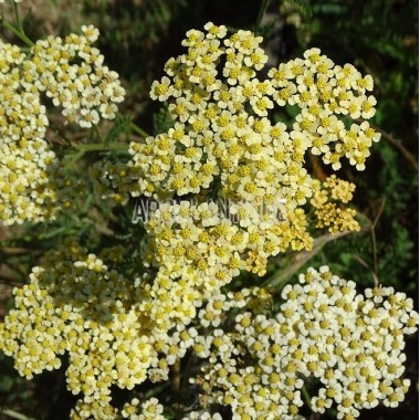 Achillée millefeuille 'Hannelore Pahl' 2