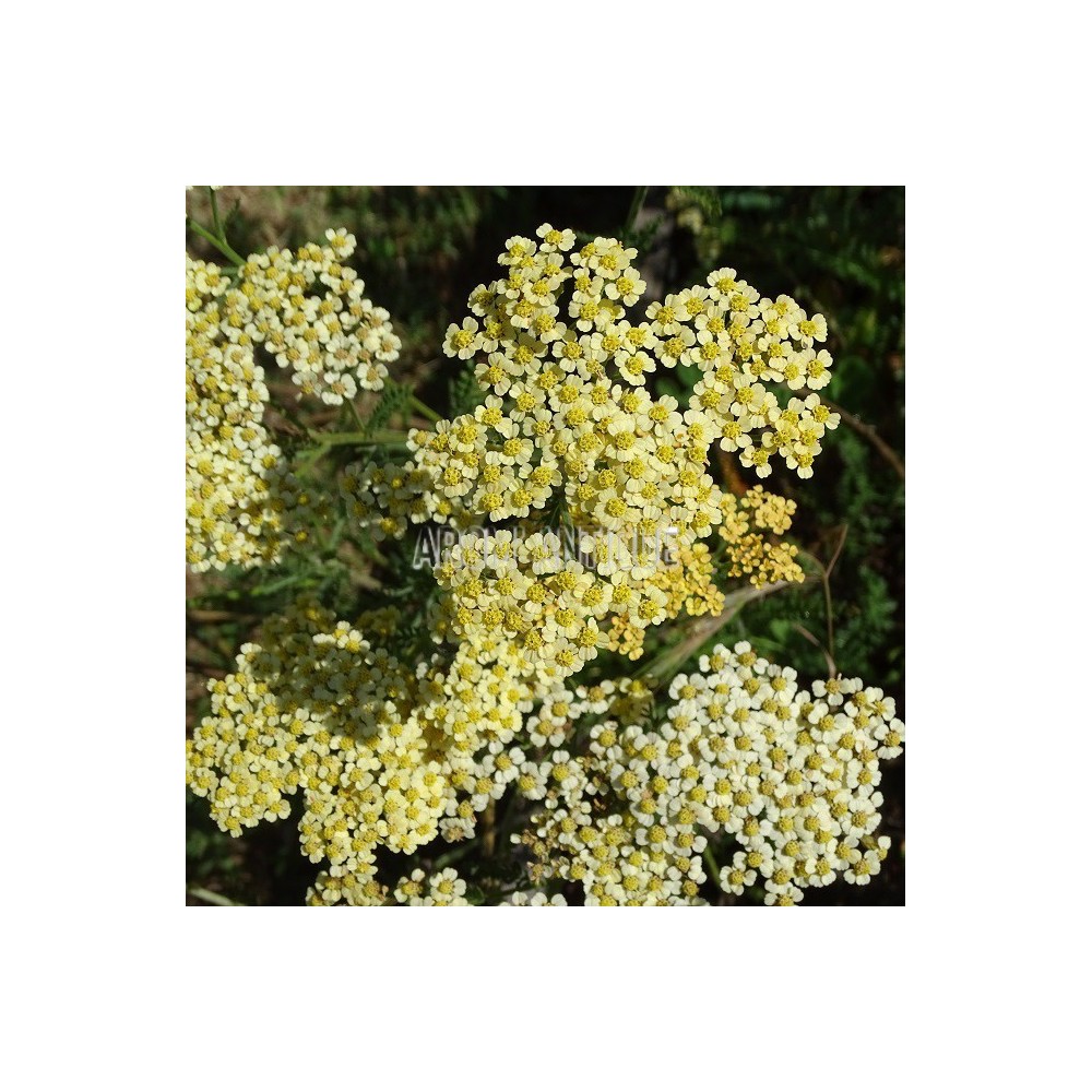 Achillée millefeuille 'Hannelore Pahl'