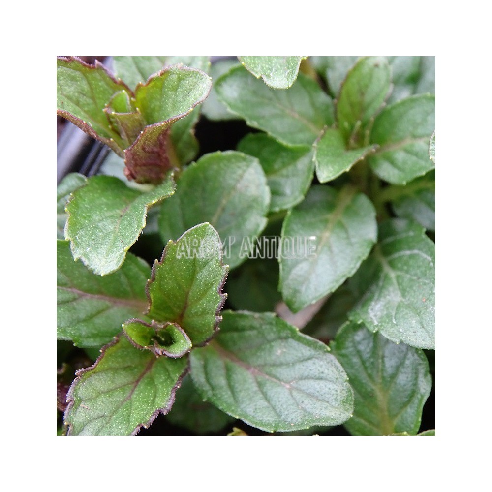 Menthe de Yakima
