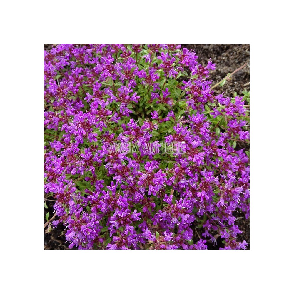 Thym Rampant à Fleurs Rose Foncé Thymus Serpyllum Creeping Red Thym Creeping Red