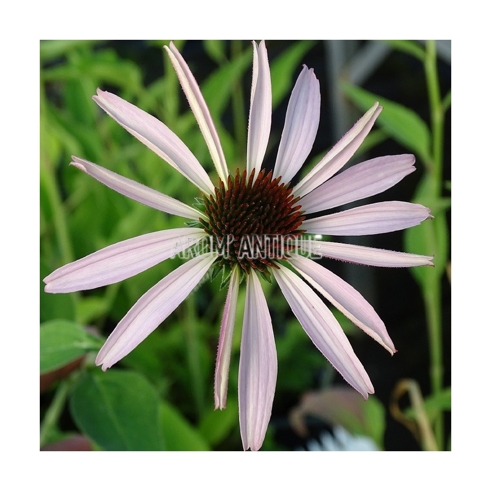 Une fleur d'échinacée pourpre
