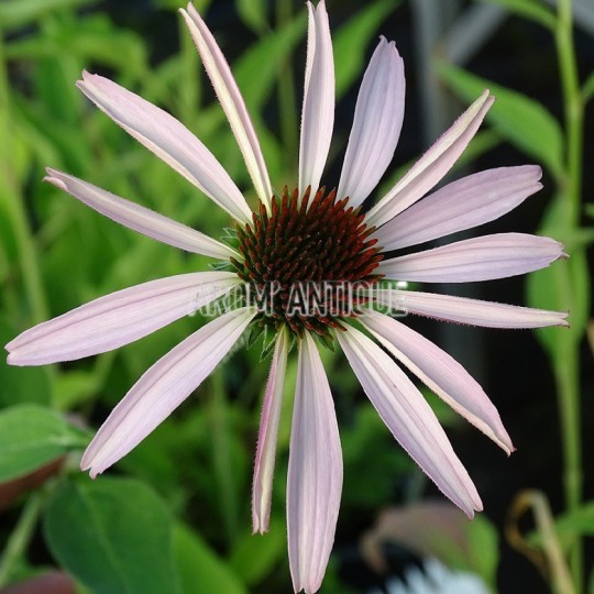 Une fleur d'échinacée pourpre